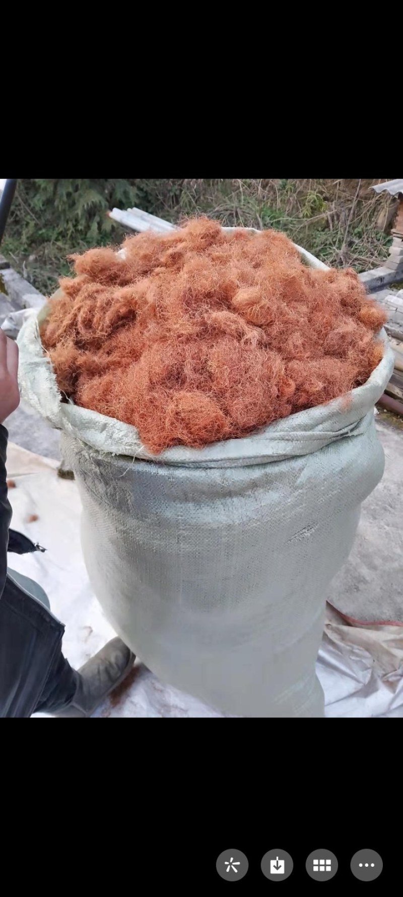 玉米须
