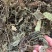 云南野生车前草量大从优产地直发100斤包邮