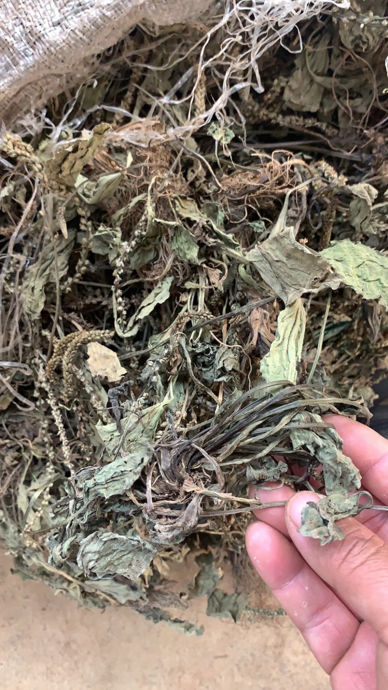 云南野生车前草量大从优产地直发100斤包邮