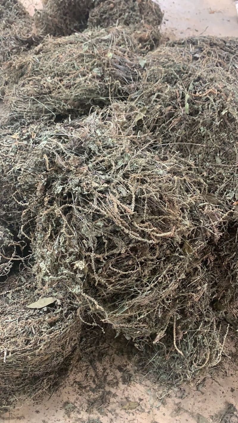 云南野生车前草量大从优产地直发100斤包邮