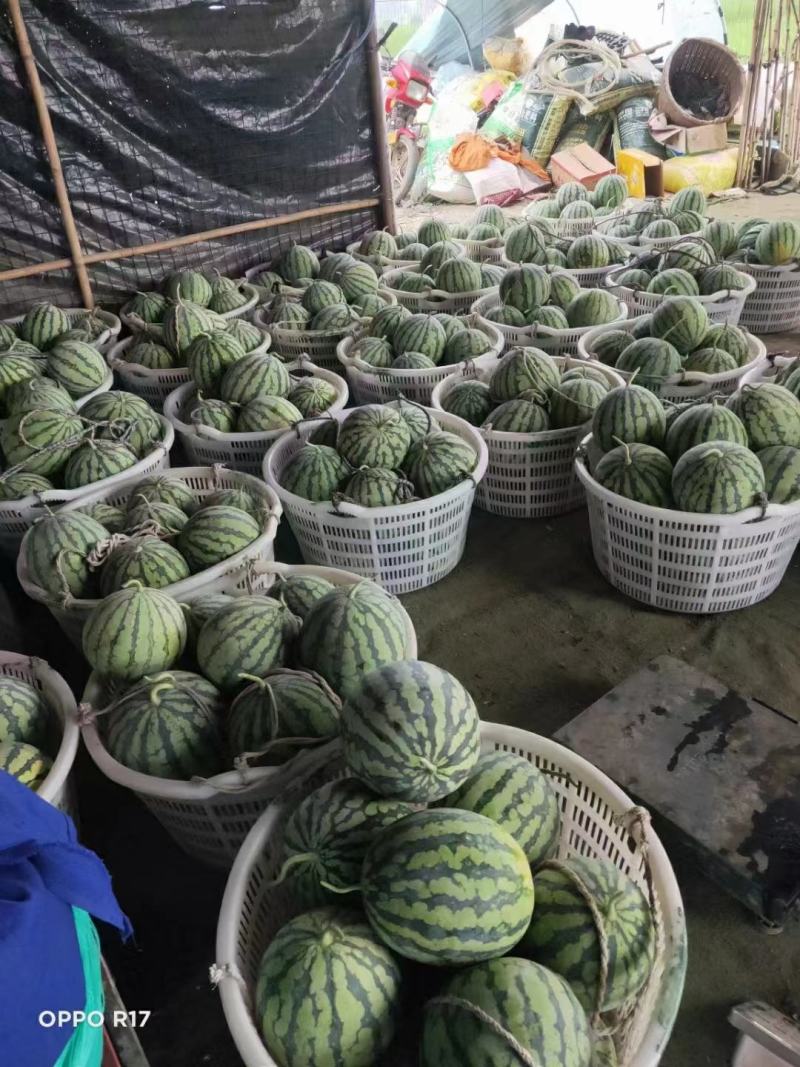 精品8424西瓜麒麟西瓜，美都西瓜产地直发欢迎订购