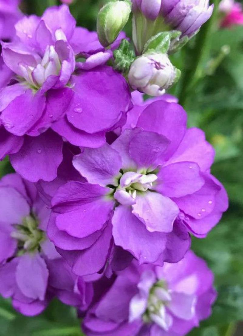 紫罗兰种子花种子园林绿化盆栽四季种易种易活草花籽花卉种子