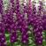 紫罗兰种子花种子园林绿化盆栽四季种易种易活草花籽花卉种子
