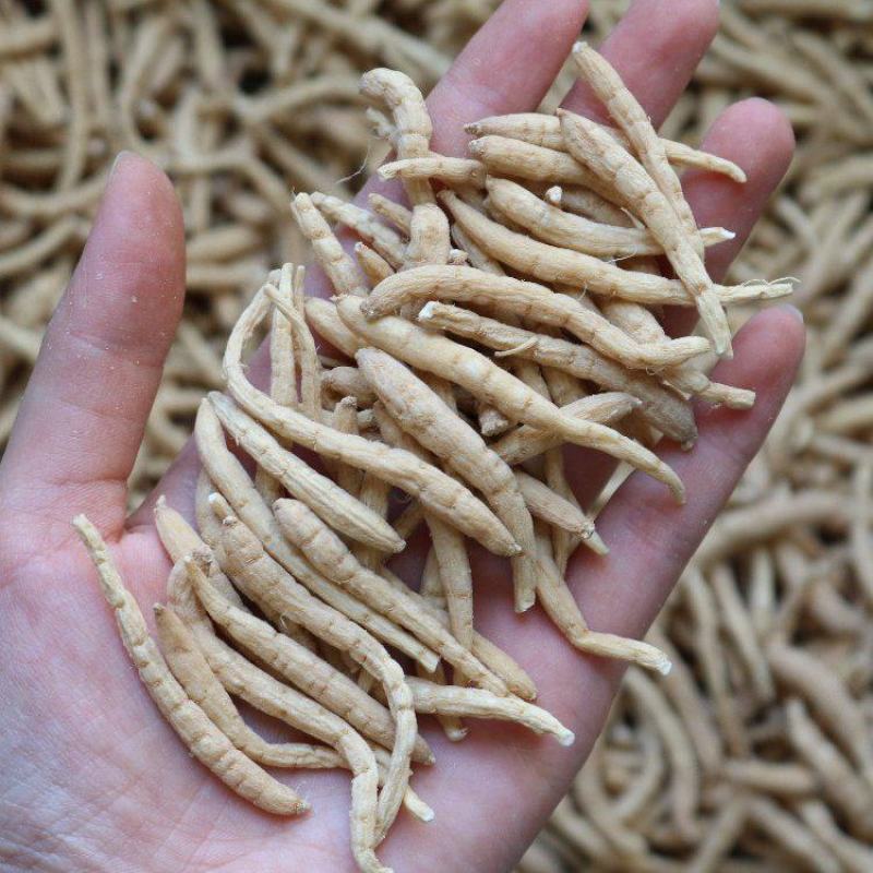 广州人精品特大太子参颗粒饱满肉质白一件代发批发