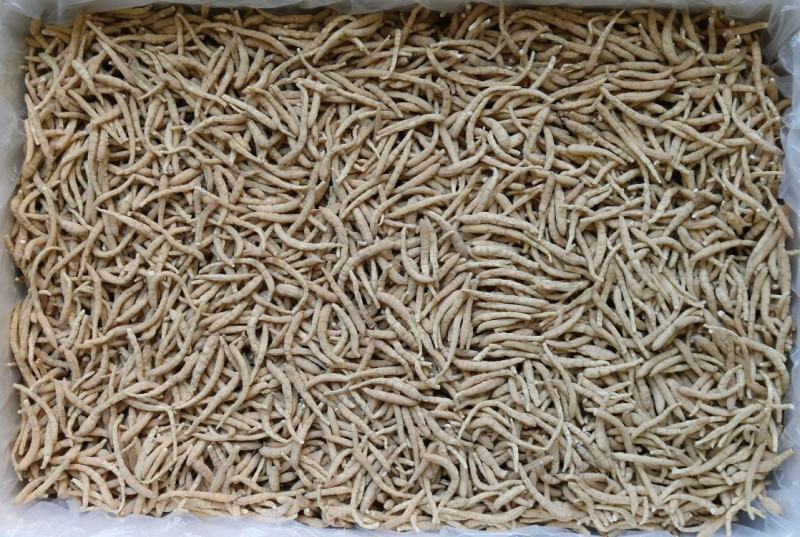 广州人精品特大太子参颗粒饱满肉质白一件代发批发