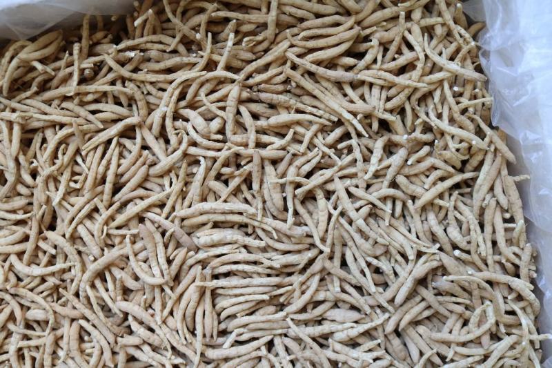 广州人精品特大太子参颗粒饱满肉质白一件代发批发