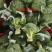 西兰花新货大量上市标准2指大量供应质量精品