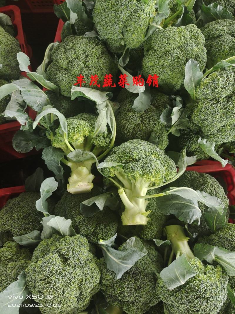 西兰花新货大量上市标准2指大量供应质量精品