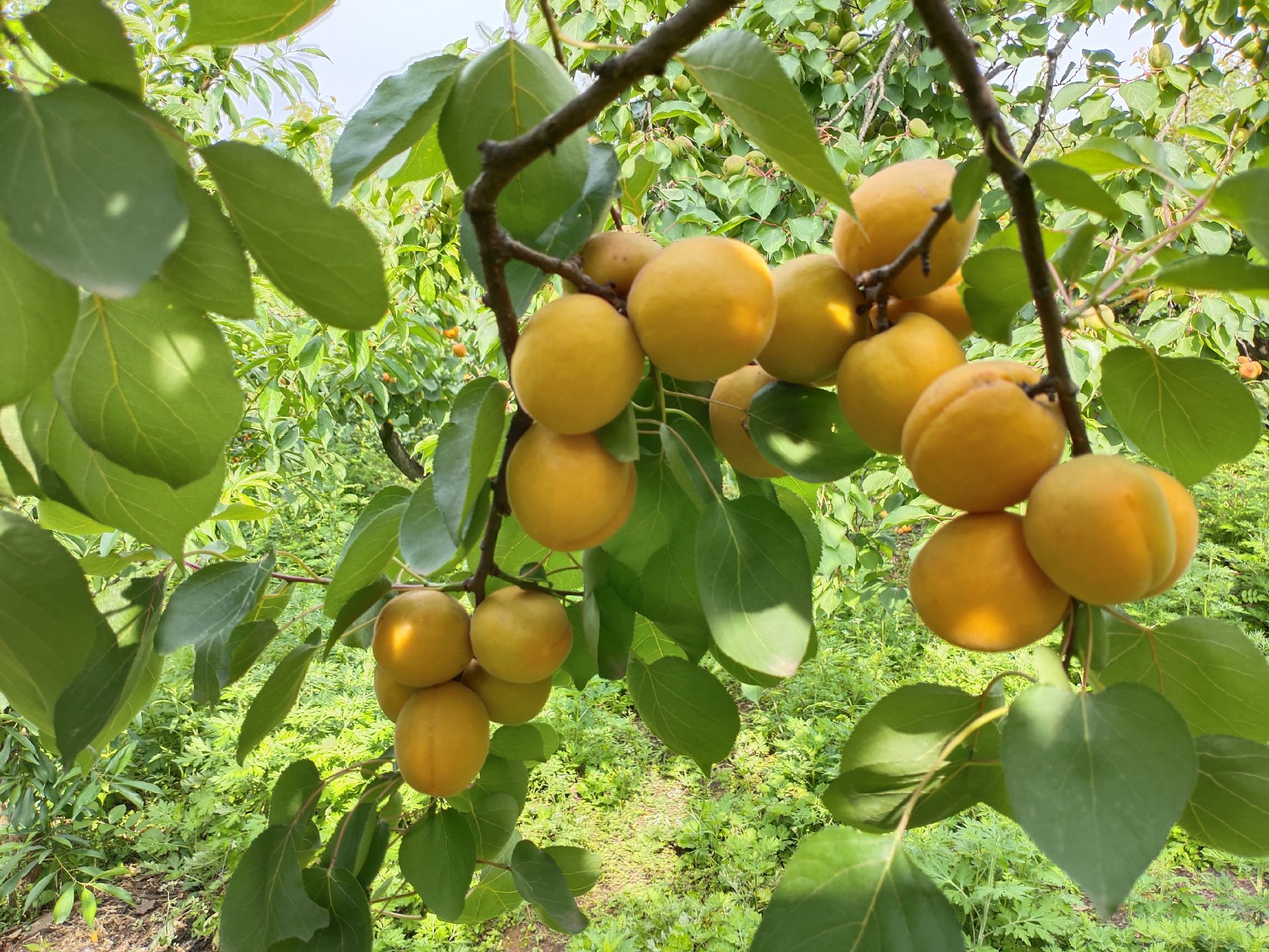 阳光下的八角金盘果实呈现出光泽感,果皮光滑,成串悬挂于枝头,背景为绿叶与光影交错 八角金盘果实在阳光下的特写