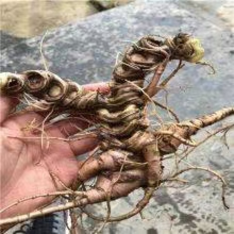 正宗野生竹根三七，假一赔十，专做野生药材。