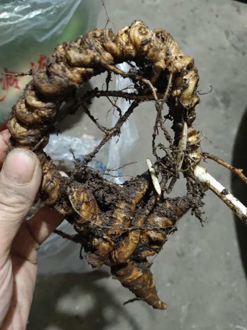 正宗野生竹根三七，假一赔十，专做野生药材。