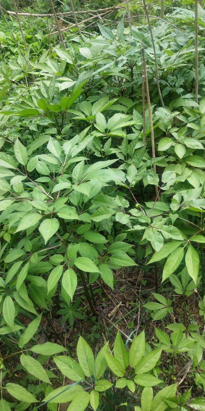 正宗野生竹根三七，假一赔十，专做野生药材。