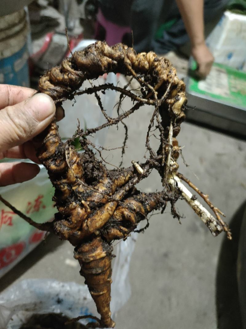 正宗野生竹根三七，假一赔十，专做野生药材。