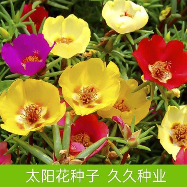 太阳花种子单瓣混色花盆栽阳台庭院花海花卉耐热耐旱太阳花草