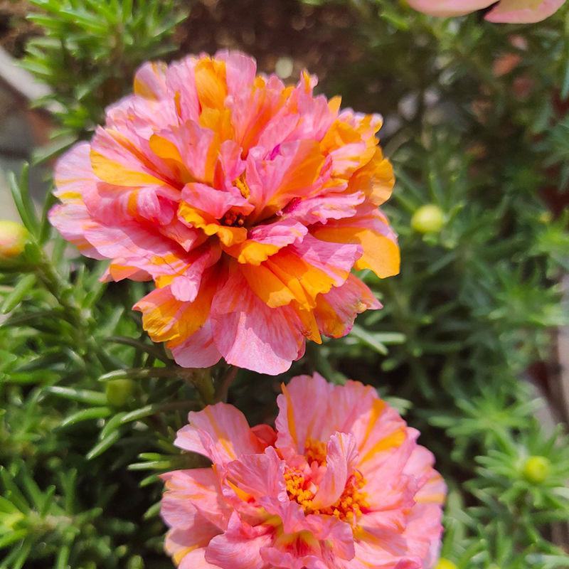 太阳花种子单瓣混色花盆栽阳台庭院花海花卉耐热耐旱太阳花草
