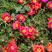 太阳花种子单瓣混色花盆栽阳台庭院花海花卉耐热耐旱太阳花草