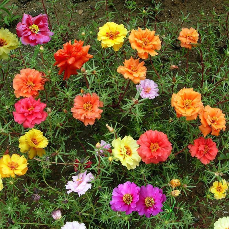 太阳花种子单瓣混色花盆栽阳台庭院花海花卉耐热耐旱太阳花草