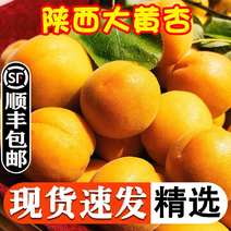 陕西金太阳大黄杏新鲜采摘当季水果孕妇可食