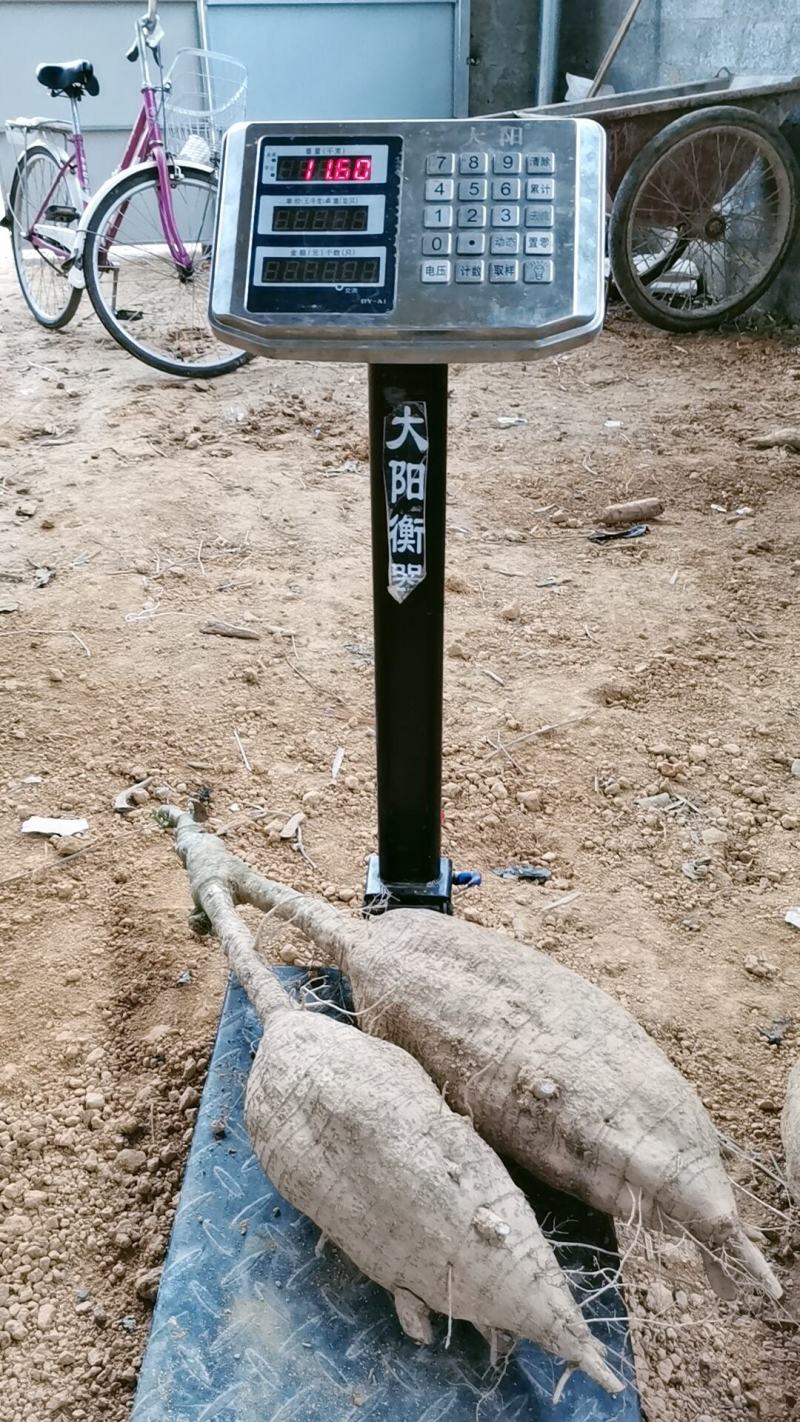 无渣粉葛，葛根种苗，高产粉葛苗，免费提供技术指导，包回收