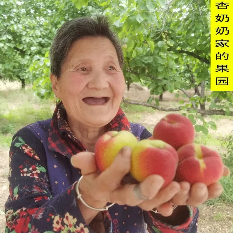 陕西金太阳大黄杏新鲜采摘当季水果孕妇可食