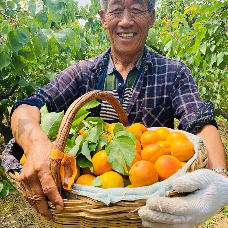 陕西金太阳大黄杏新鲜采摘当季水果孕妇可食