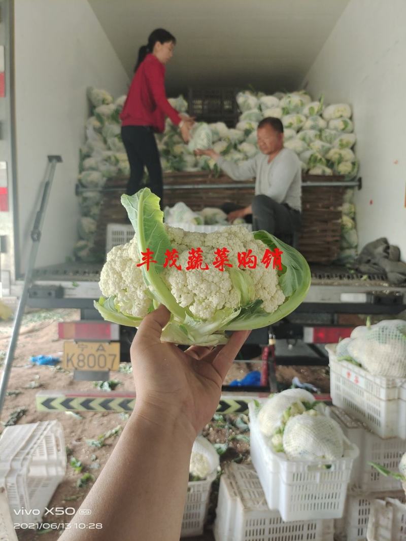 山西松华菜有机花实花新货上市青梗白面支持产地看货