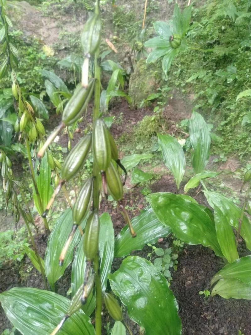 野生毛慈菇，假一赔十，各种规格都有。专做野生药材。