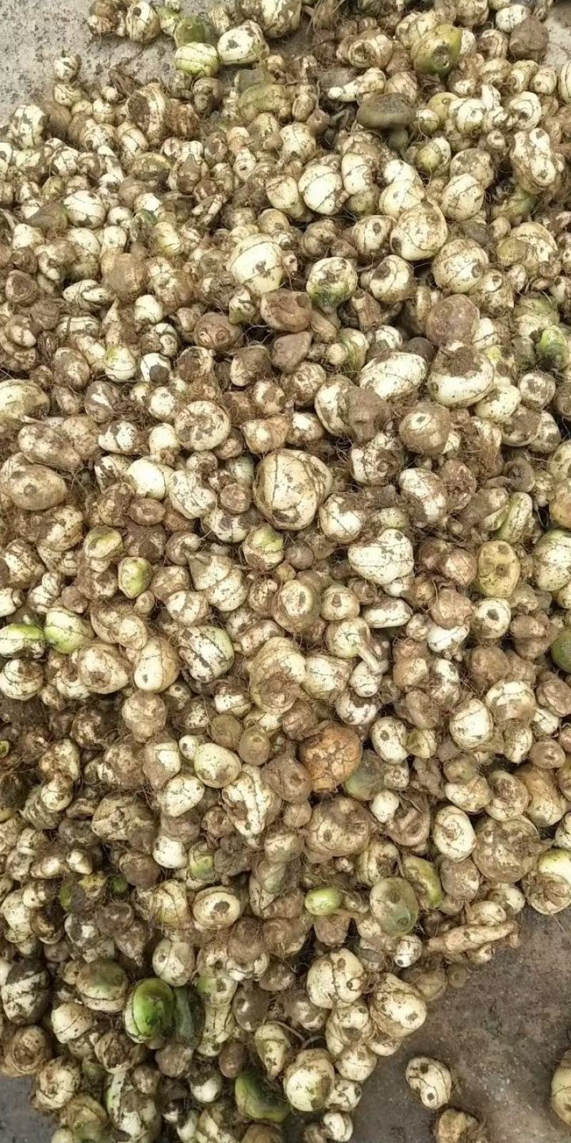 野生毛慈菇，假一赔十，各种规格都有。专做野生药材。