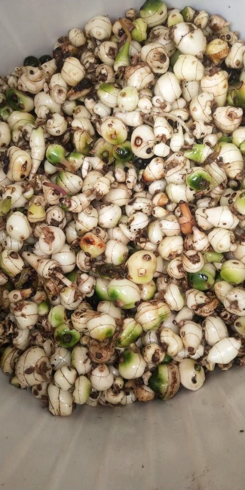 野生毛慈菇，假一赔十，各种规格都有。专做野生药材。