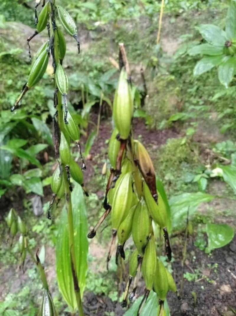 野生毛慈菇，假一赔十，各种规格都有。专做野生药材。