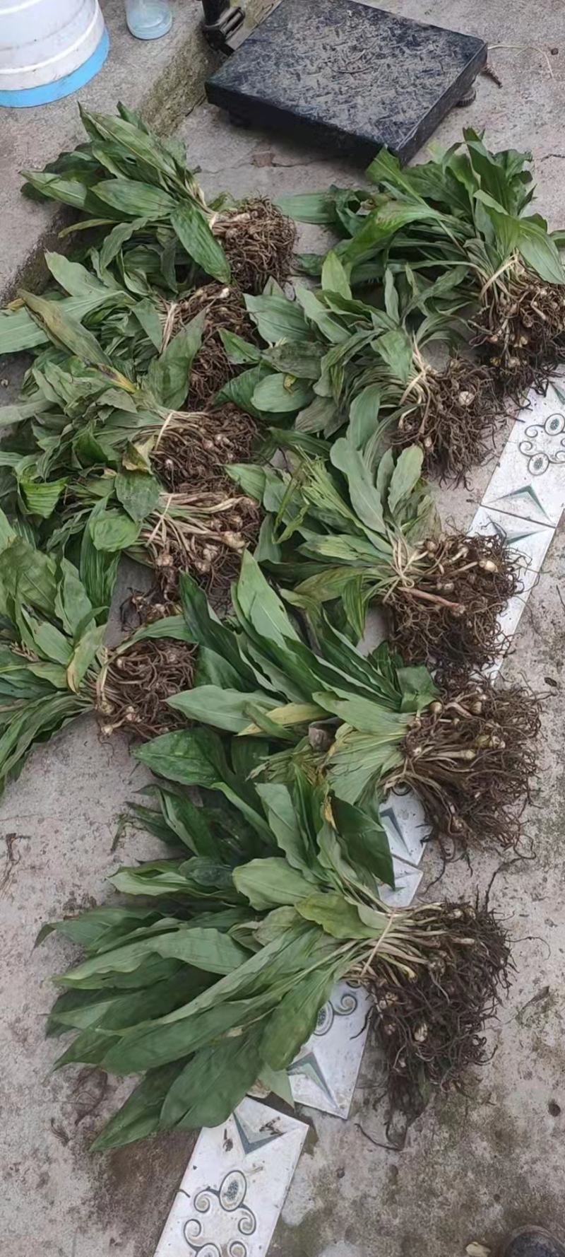 野生毛慈菇，假一赔十，各种规格都有。专做野生药材。