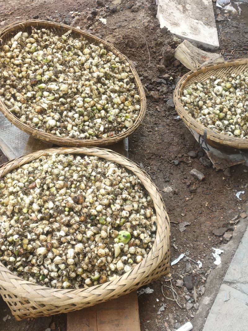 野生毛慈菇，假一赔十，各种规格都有。专做野生药材。