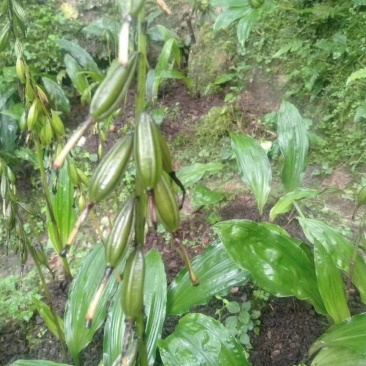 野生毛慈菇，假一赔十，各种规格都有。专做野生药材。