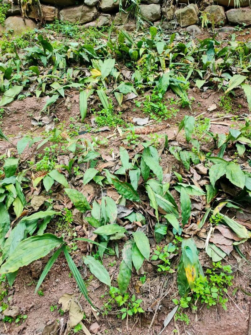 野生毛慈菇，假一赔十，各种规格都有。专做野生药材。