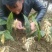 野生毛慈菇，假一赔十，各种规格都有。专做野生药材。