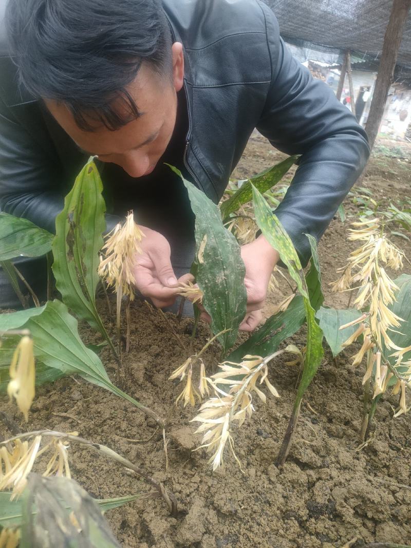 野生毛慈菇，假一赔十，各种规格都有。专做野生药材。