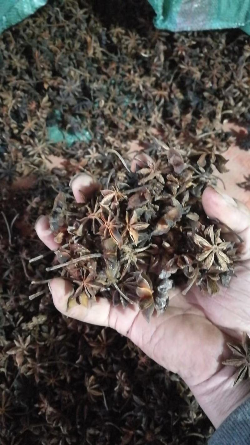 野八角。煲汤做药。大量有货。价格美丽。需要的客户可以来