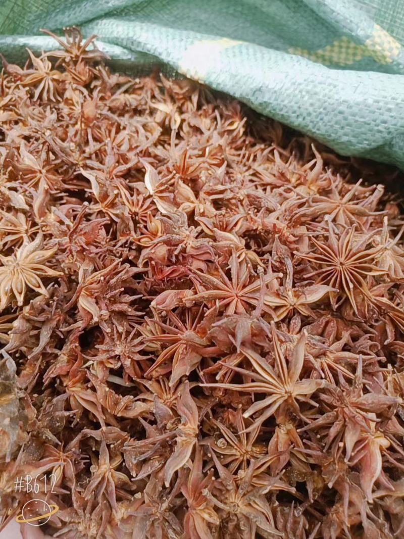 野八角。煲汤做药。大量有货。价格美丽。需要的客户可以来