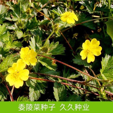 委陵菜种子蛤蟆草多年生耐阴地被花卉耐寒四季易种活庭院草花