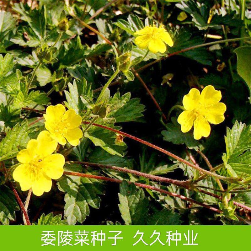 委陵菜种子蛤蟆草多年生耐阴地被花卉耐寒四季易种活庭院草花