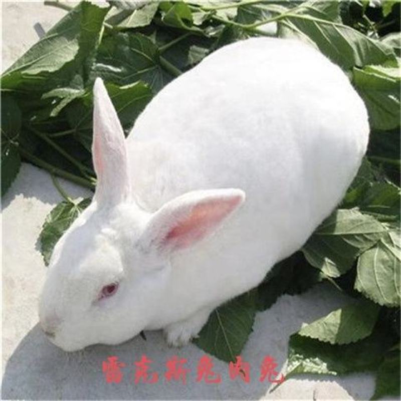 7斤大种兔，比利时，新西兰，八点黑，獭兔