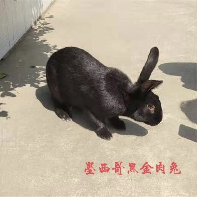 7斤大种兔，比利时，新西兰，八点黑，獭兔