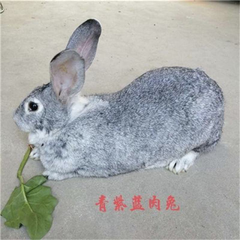 7斤大种兔，比利时，新西兰，八点黑，獭兔