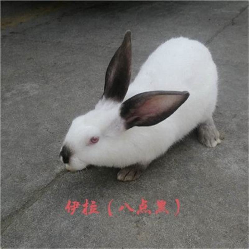 7斤大种兔，比利时，新西兰，八点黑，獭兔