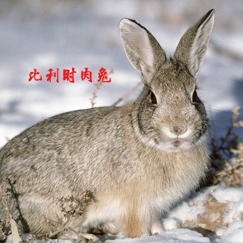 7斤大种兔，比利时，新西兰，八点黑，獭兔