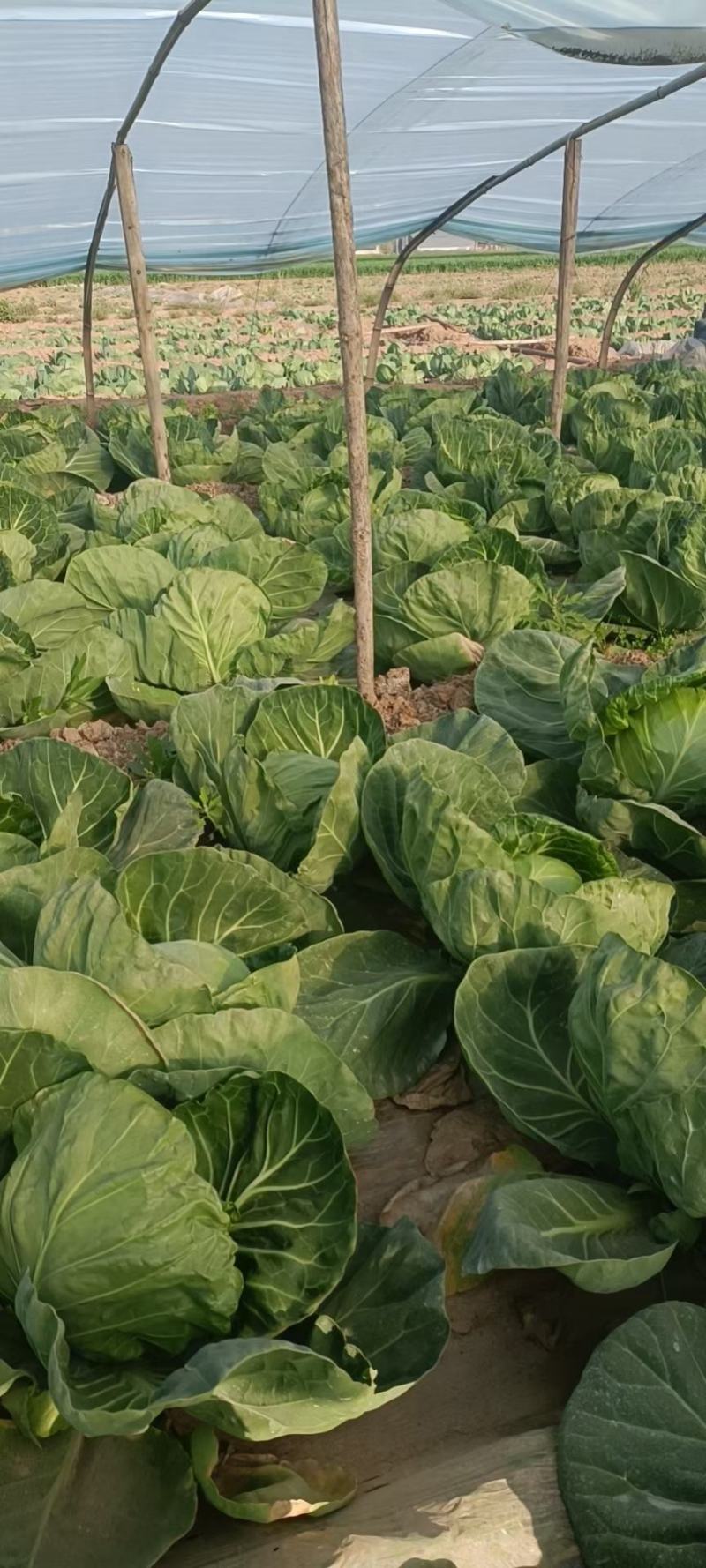邯郸永年甘蓝大量上市