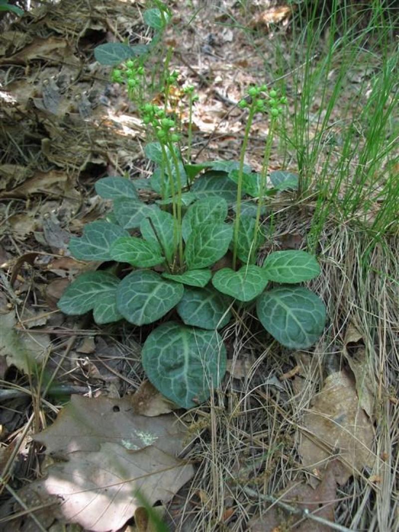 鹿含草野生货，生长在高山老林。