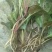 鹿含草野生货，生长在高山老林。