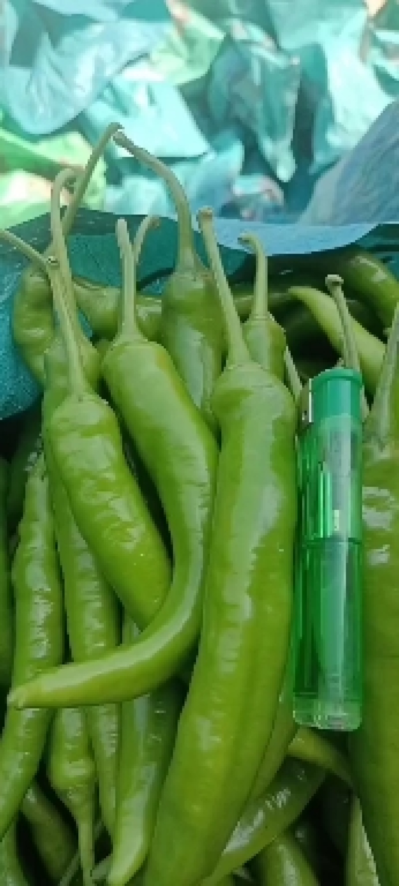 鲜辣椒广西精品杭椒，基地直发质量保证，价格优惠