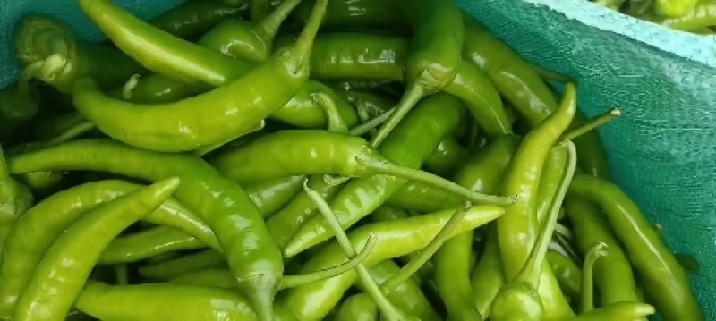 鲜辣椒广西精品杭椒，基地直发质量保证，价格优惠
